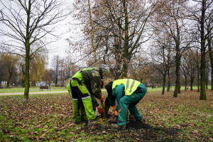 Nowe drzewa w stolicy Śląska zostaną posadzone jesienią. Fot. KAW