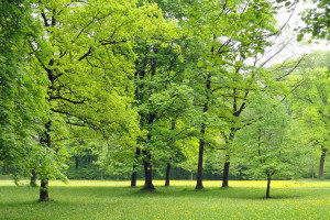 Pakiet obejmuje zmianę definicji drzewa, tak aby uwzględniała korzeni (fot. pixabay)