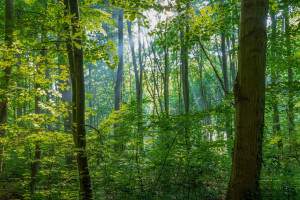 Wśród priorytetów jest objęcie ochroną 20 proc. lasów i ustanowienie kontroli społecznej nad lasami (fot. pixabay)