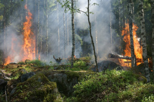 60 proc. pożarów lasów w 2024 r. zanotowano tylko w kwietniu (fot. Pixabay)