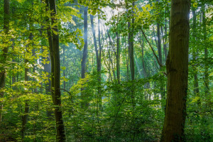 Większa kontrola społeczna nad lasami. Jest projekt ustawy (fot. pixabay)